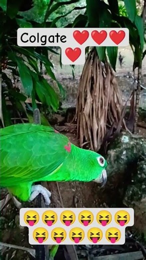 The dictation ❤️ #parrot #shorts