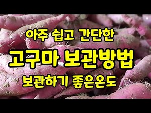 [고구마 장기저장] 고구마 보관방법 2가지 보관 적정온도