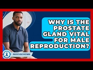 Why Is The Prostate Gland Vital For Male Reproduction? - Prostate Health Network