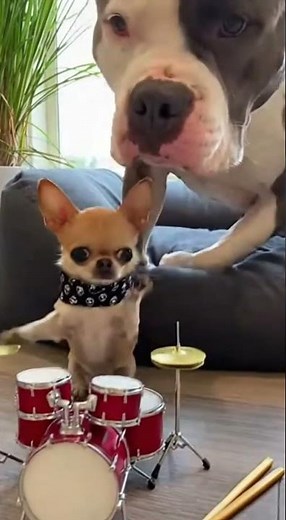 When a Pitbull Plays With a Chihuahua… TOO FUNNY!