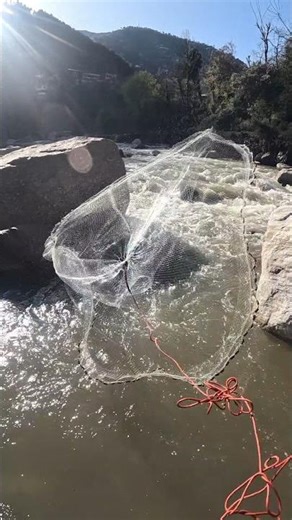 Spring sun shining, water reflecting, and the fish biting! 🎣 #netfishing #castnetfishing #shorts