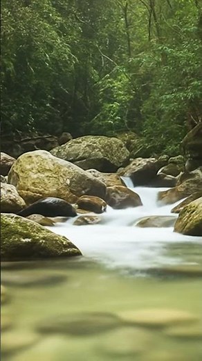 Forest Whispers: Perfect Sounds for Inner Peace & Mindfulness #relaxing