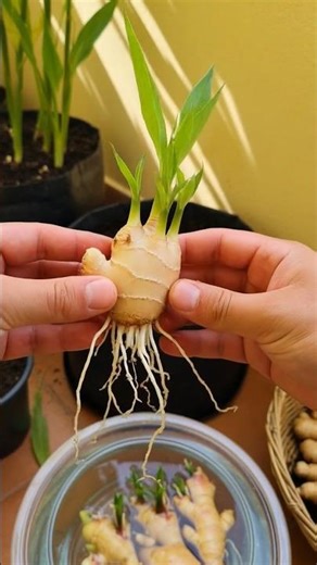Growing your own ginger from a single fresh root is a simple and rewarding process. Start by #like