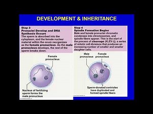 ANATOMY PHYSIOLOGY 2 DEVELOPMENT INHERITANCE