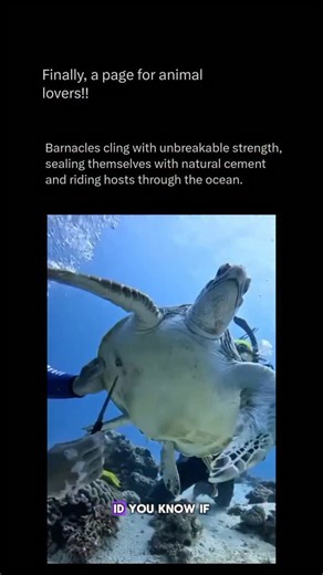 Exploring The Animal Universe on Instagram: "Follow @animal_realmhq to explore the animal world 💣🧠 Barnacles are marine crustaceans renowned for their incredible strength, able to cling to rocks, ships, and even whales using a natural, protein-based cement stronger than most synthetic adhesives. Once attached, they become virtually immovable, forming hard calcium shells that protect them while they filter microscopic plankton and nutrients from passing water. Their unique ability to permanentl