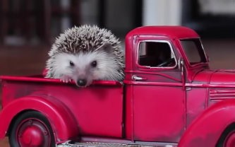【TOP 10 CUTEST PETS】 十种萌到心化的宠物