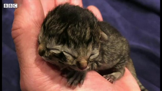 顔が2つある子猫が誕生　米オレゴン州 - BBCニュース
