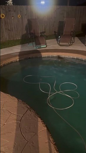 Armadillo Jumps into Backyard Swimming Pool and Swims Around