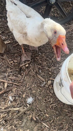 A mean Guard good is a good goose