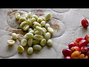 2019 Coffee Crop Update - Planting Coffee Seeds