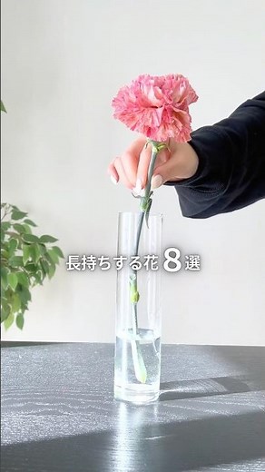 初心者におすすめ｜長持ちしやすい花８選✨ #花のお手入れ #花のある暮らし #長持ち