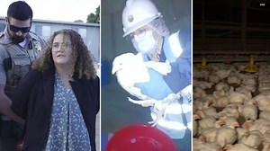 Animal rights activist on trial over chickens taken from Petaluma slaughterhouse