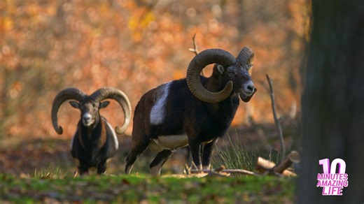Mouflon rams pause like they detected something nearby