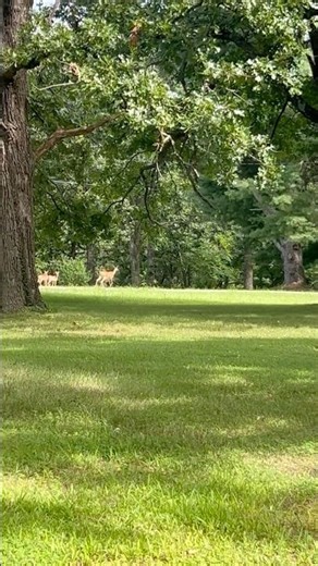 Front porch sitting #deer #babydeer #wildlife