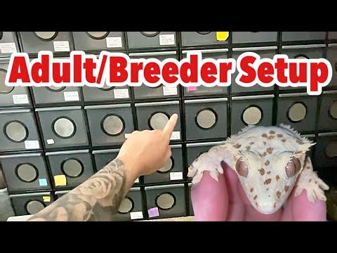 BEST CRESTED GECKO BREEDING ENCLOSURES!