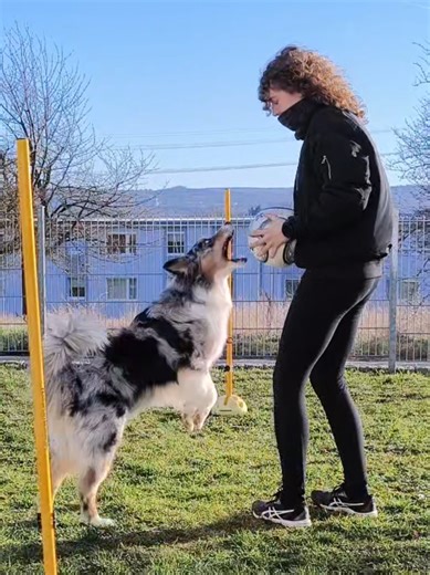 I'm still recovering from surgery and can't walk for long or talk much yet, but with such an energetic dog, you have to get creative. We've practiced lunging before, but never with changes of direction, little spins, and stops. Everything was done with hand signals. She did really well today; I was genuinely surprised. #highdrivedog #australianshepherd #aussie #sportdog #lunging
