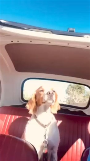 Adoption UPDATES are the best This is what makes it all worth it 🙏 🥰 Hello from Robin ! Loving life ☀️💛🐾 | MSPCA