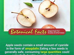 Large doses of cyanide prevent cells from using oxygen and eventually these cells die. The heart, respiratory system and central nervous system are most susceptible to cyanide poisoning. | AR Biologist | Facebook