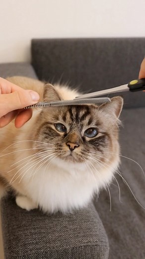 7.5K views · 295 reactions | She likes to get pretty 殺 #cats | Beautiful cats | Facebook