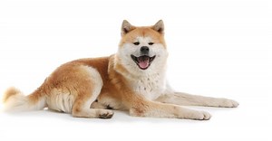 American Akita vs Japanese Akita: 5 Key Differences