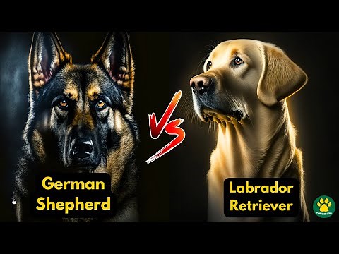 German Shepherd VS Labrador Retriever | Which Dog is BEST?