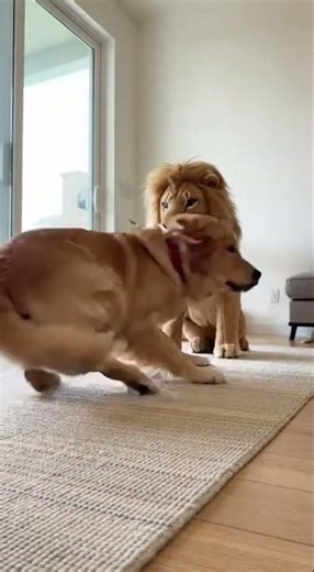 Funny moment of a dog get scared of big stuffed lion 😂🤣😂 #dogs #funny #prank #dogshorts
