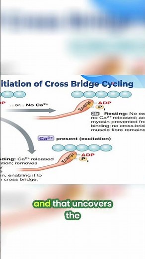 Calcium Unlocks Muscle Power: The Science of Contraction Explained! #shorts