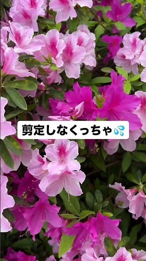 ツツジ今年は早かった！#shorts #ツツジ #剪定 #剪定時期 #シャクナゲ #庭作業 #ガーデニング