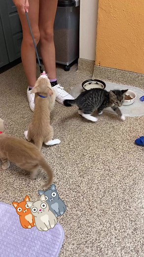 2.5K views · 66 reactions | Kitten fun at Mostly Mutts!! Check out our kittens at mostlymutts.org  | Mostly Mutts Animal Rescue | Facebook