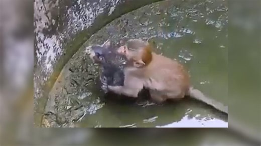 Monkey saves kitten stuck in abandoned well in old viral video. Watch