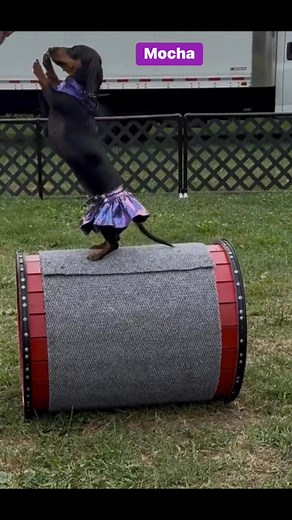 62 reactions · 3 comments | Mocha best wiener dog #centralk9 #centralk9dogs #centralk9performancedogs | Jessica Edgerly | Facebook