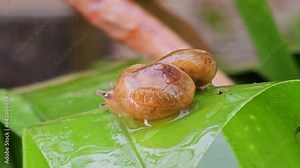 Snail, beautiful snail in its natural habitat after the rain, 4k, selective focus.