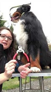Dog Grooming Video: How to trim your dog's nails. How to use nail clippers!