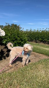 🐾 Planning a pup-friendly adventure near Portland? We’ve got just the place! Bring your furry friend to Adelman Peony Gardens in Brooks, Oregon—just 45 minutes south of the city! 🌸 With free admission and 30 acres of blooming peonies, it’s the perfect day trip for both you and your dog to explore, sniff, and snap some cute pics. Just a reminder: all dogs must stay leashed and please clean up after them so everyone can enjoy the blooms. We’re open daily from 9am–6pm until June 15th—come stroll 