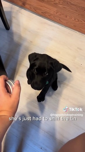 Diabetic Alert Dog in Training Quinn. In the tim is a a low blood sugar sample. She is learning that sniffing the tin has value but most imortantly thisbis a fun game for her that gets her lots of rewards. #diabeticalertdog #servicedogtraining