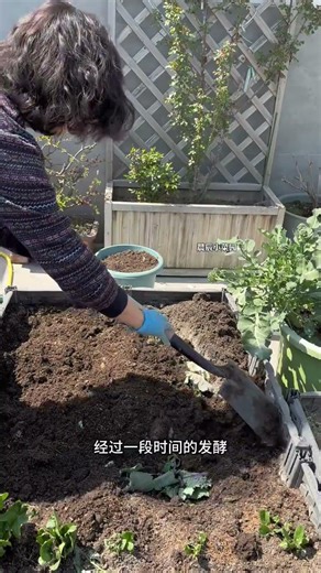 废物利用：别扔掉你的菜园旧叶子