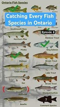 Episode 8 - Catching Every Fish In Ontario - (Brown Bullhead)