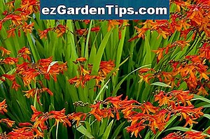 Crocosmia Lucifer 🌱 Tips Tuinders - Nl.ezGardenTips.com