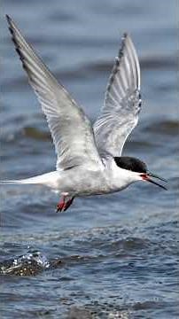 The Black-fronted Tern's Fight for Survival #Endangered #Nature