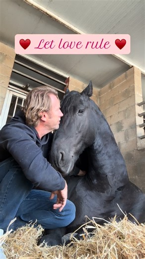 1.9K reactions · 66 shares | In a world full of hate and division, now more than ever we’ve got to let love rule ♥️ #lovehorses #horselove #friesianhorses #friesepaarden #caballosfrisones #friesenpferde #stallions #letloverule @lennykravitz | Dennis Slijfer | Facebook