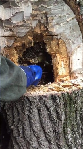 Finding Honey Inside a Tree! Amazing Wild Beekeeping 🌲🐝#honey
