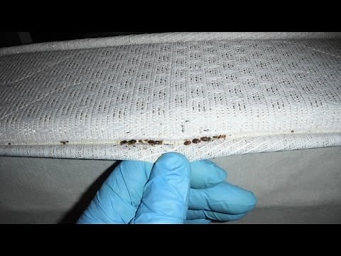 How To Get Rid of Bed Bugs Infestation Fast in 24 Hours!