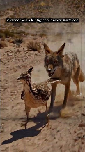 Why Roadrunners Are Perfectly Built for Survival #wildlife #nature #animals