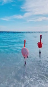 154K views · 908 reactions | Flamingo Beach, Aruba! The flamingos are so beautiful! That's why we have them in our logo. ❤️ Hope you all have a great week!  instagram.com/michellebarocio | Aruba Smart Map | Facebook