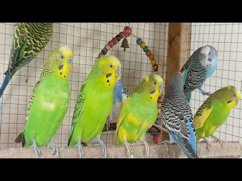 Over 12 Hours of Budgies Playing, Singing and Talking in their Aviary Budgie sounds for sad birds