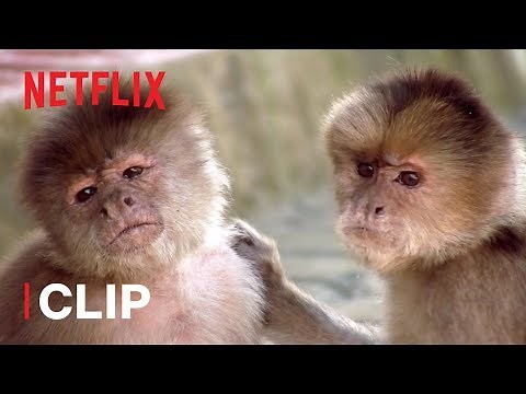How Do Monkeys Relax? 🐒 Absurd Planet | Netflix After School