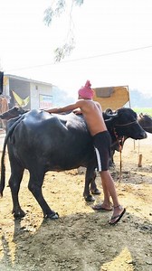 दूध दहीं घी// #trending #viral #facebook #video #short #viral#video | Sahul Yadav