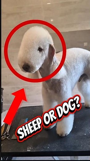 Top 4 Dog Breeds You Won’t Believe Are Actually Dogs