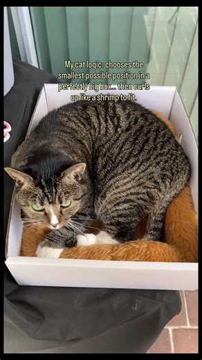 My cat logic: chooses the smallest possible position… then curls up like a shrimp to fit.#cat