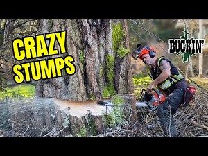 BIG JOB! Trees are getting Bigger!